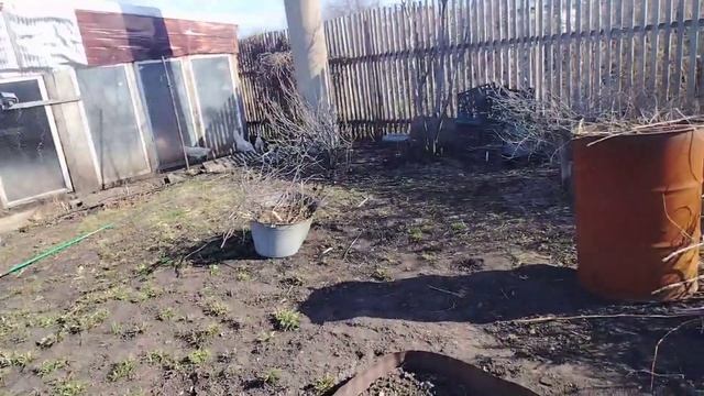 Воскресенье выходной в трудах малину привела в порядок!