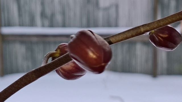 Орхидея в Межстоличьи 13 февраля 2026