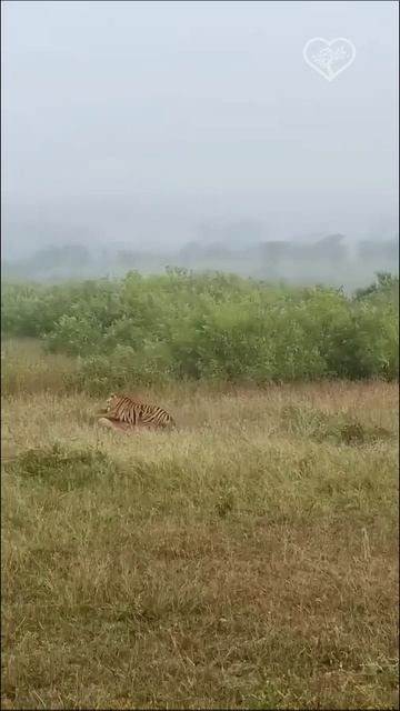 Закон джунглей 🐅