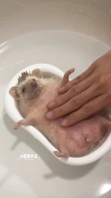 Беззаботное утро