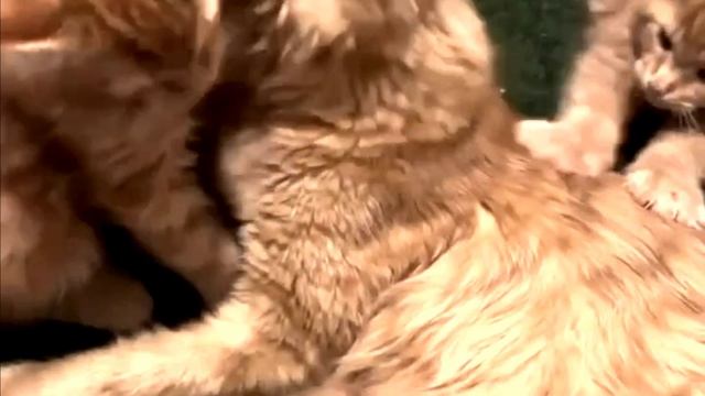 Заставка для видео Много рыжих котиков № 546