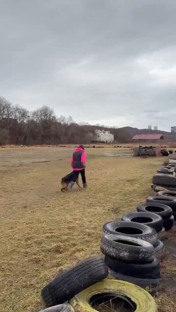 1.  выражено/перв АЛЛЕМО ХАУС ЕВАТАРИ (Варгас из Белого Яра – Аллемо Хаус Малавита)