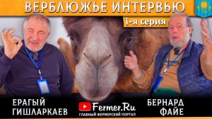 🐫Ерагый Гишларкаев верблюдовод? Да! И новый ведущий на канале! Беседа о верблюдах с Бернардом Файе