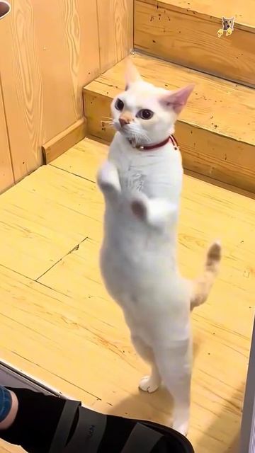 Танцующий котэ.Веселые котики. Коты хулиганы! Невероятные трюки! кот хулиган трюк смех short