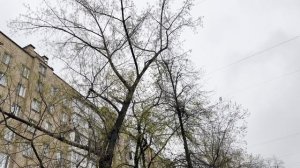 Дерево упало на припаркованные машины и перегородило улицу. Московские дворы после ночного ветра