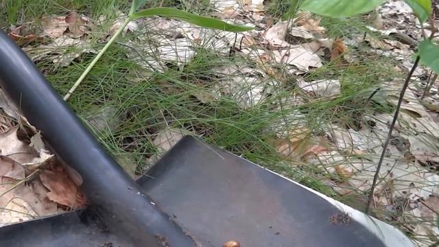 Показываю где и как можно найти монеты в лесу.