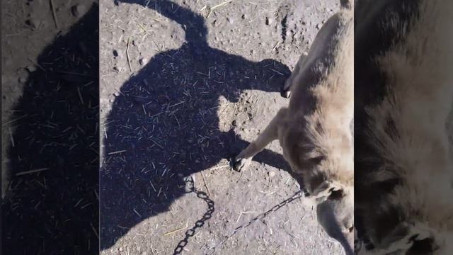 27.04.2026г. Возвращение Умки