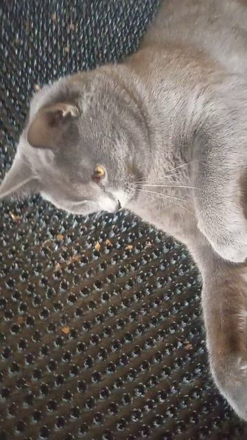 VID_20260429_105043 1