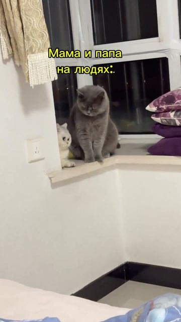 Семейная иерархия