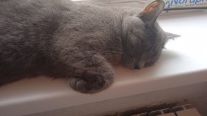 Мой котик🐈