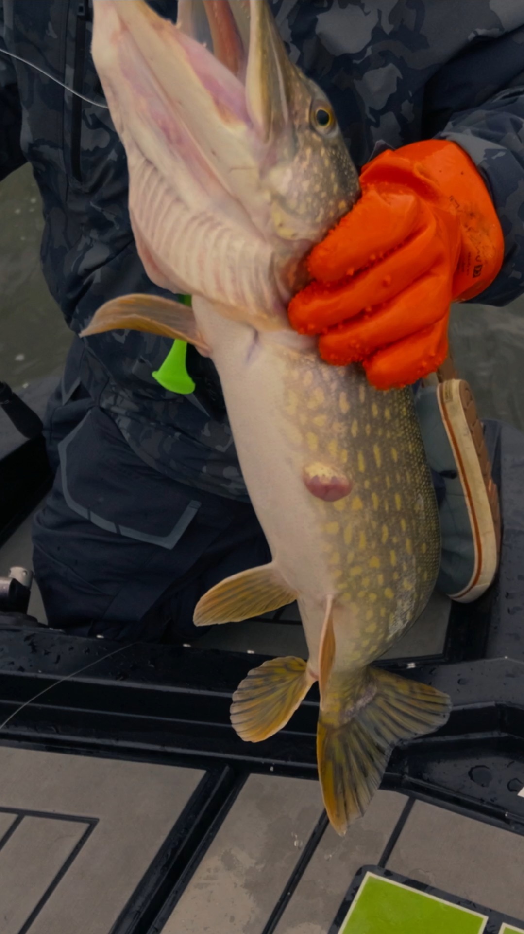 КРУПНАЯ ЩУКА атакует Frapp Snatcher с 13 метров  teammida Snatcher