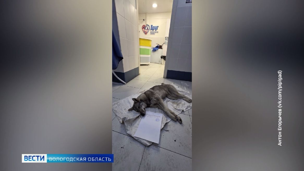 Череповчане спасают сбитую на Северном мосту лайку