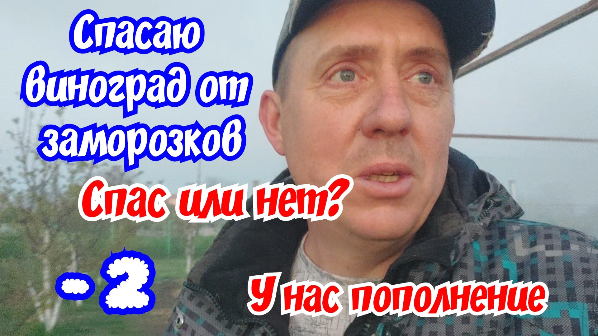 Сильные заморозки в Краснодарском крае. Спасаю виноград. У нас пополнение.