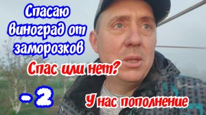 Сильные заморозки в Краснодарском крае. Спасаю виноград. У нас пополнение.