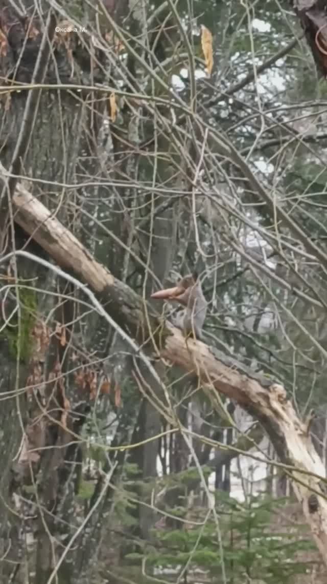 Белка с шишкой