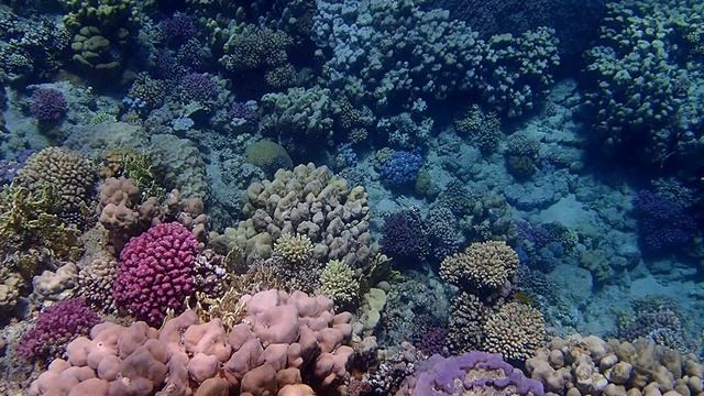 Риф в Сенсатори-5. Шарм эль Шейх