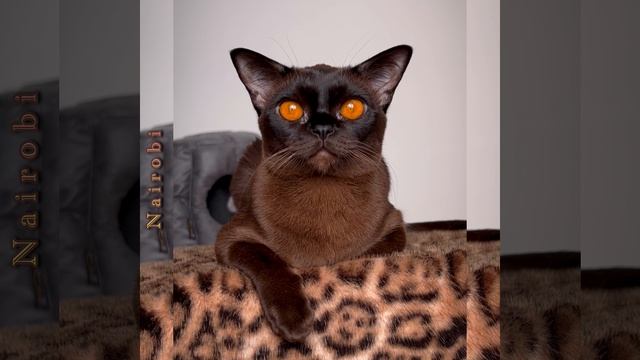 Найроби - соболиная бурманская кошка возраст 1 год