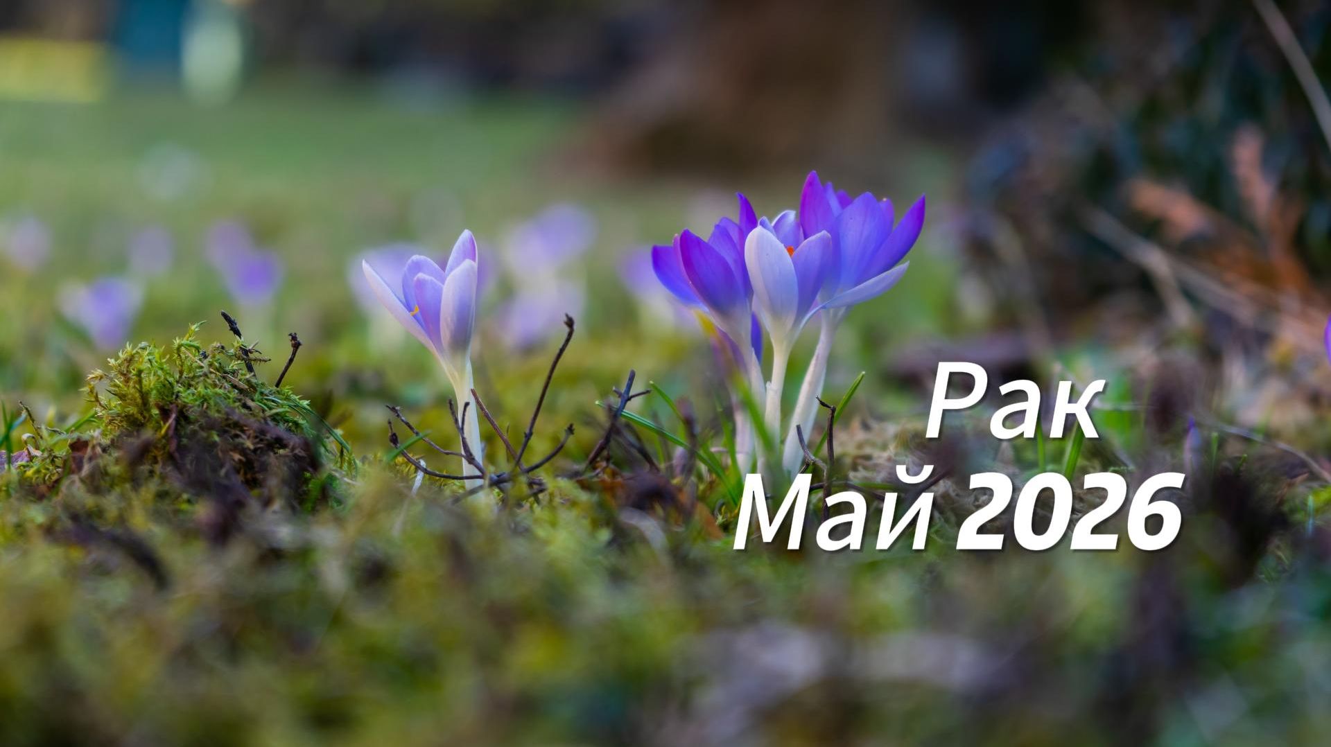 Прогноз для Раков на МаЙ 2026