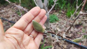 Магнолии в саду и сеянцы дома.