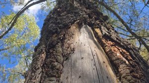 Муравей ползет вверх — Смотреть и забыть о проблемах на 10 секунд