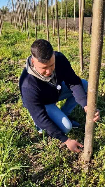 Павловния - дерево для быстрого озеленения любых территорий