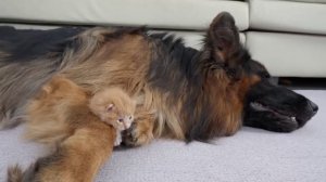 Знакомство котёнка с собакой. Интересное видео.