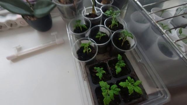 вечерок,29 апреля 2026. Обзор рассады и прмготовление еды на ужин.Обзор цветов🫕🍣