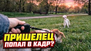 Женщина случайно сняла на камеру маленькое гуманоидное существо?