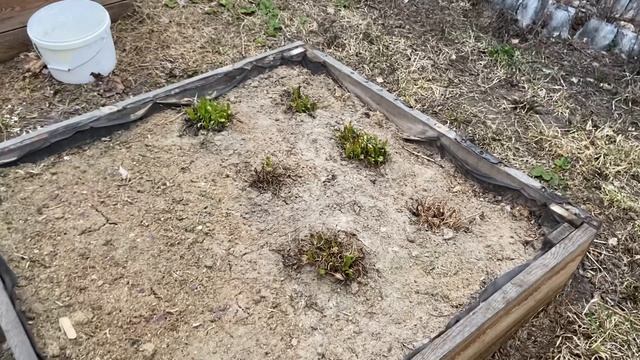 С Добрым утром  ДАЧА  ТЕПЛИЦА ОТ АННЫ.