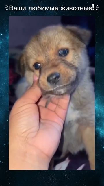 Клип @meowtaverse