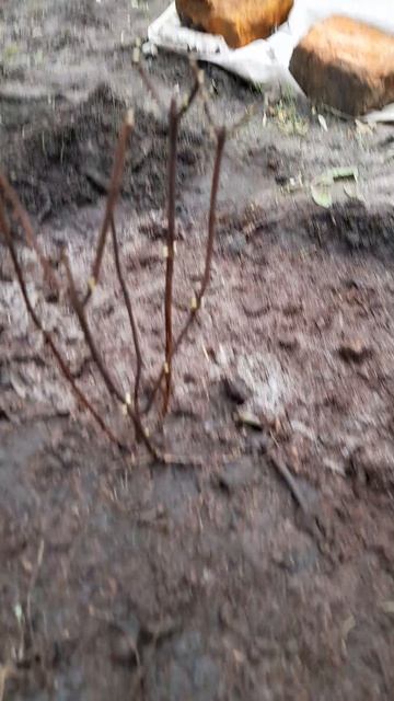 Высаживаю метельчатую гортензию Фрайз Мельба Fraise Melba.