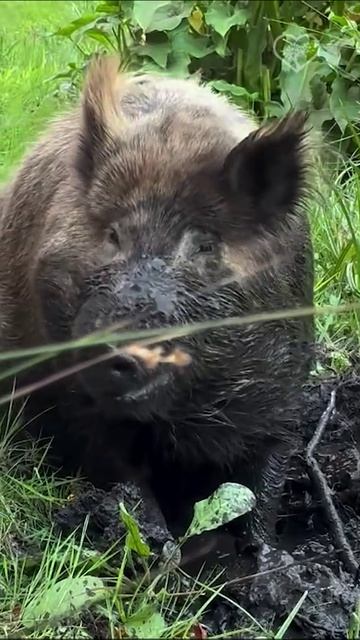 Время грязи!