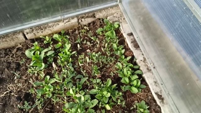 Минтайное ВАУ! Буду готовить их на праздники Прихожая приехала