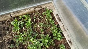 Минтайное ВАУ! Буду готовить их на праздники/ Прихожая приехала/