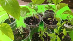 Лунный посевной календарь на май 2026 г. 🌱