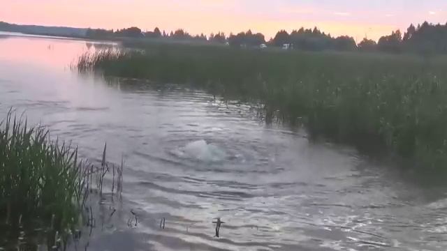 Летучие карпы