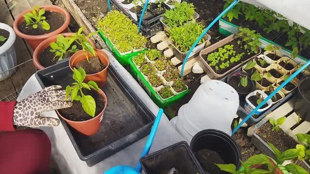 Большая пересадка, перевалка, посадка 29.04.26 г.