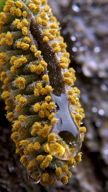 Одна капля — и серёжка меняет весь взгляд