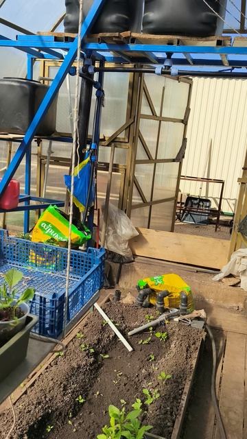 ежедневный осмотр теплицы 29 апреля теплица дача садоводничество огород уходзатеплицей