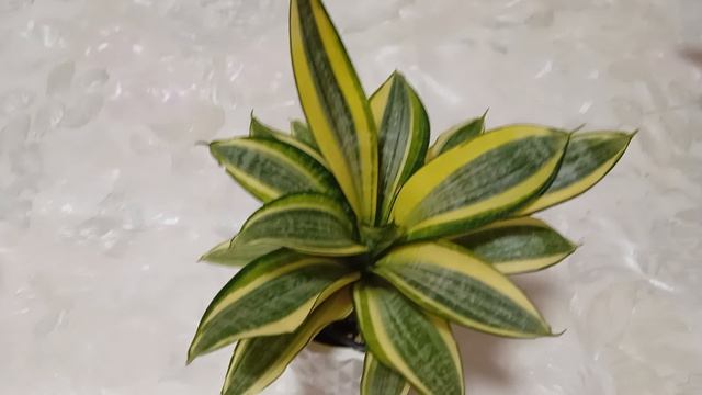 Комнатные растения. Понемногу  обо всём.