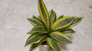 Комнатные растения. Понемногу  обо всём.