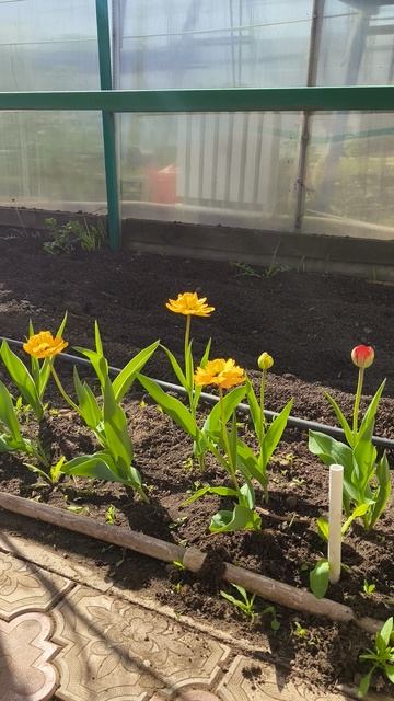 тюльпаны вторая подкормка 29 апреля #теплица #дача #садоводничество #огород #уходзатеплицей