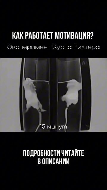 Крысы и вода