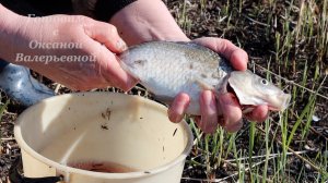 Очищаем карася от чешуи голыми руками. Готовим с Оксаной Валерьевной.