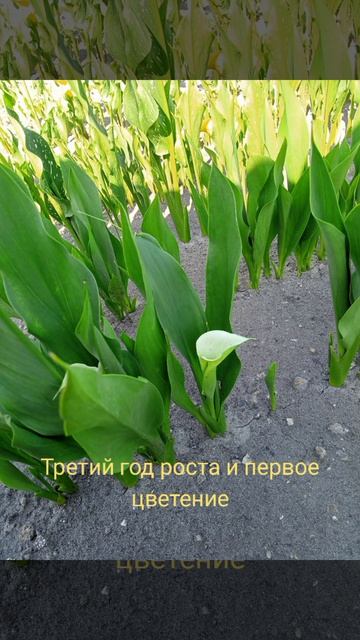 Калла из семян