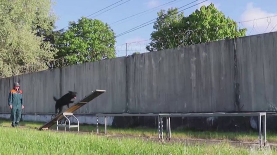 В Сочи спасатели-кинологи МЧС сдали аттестацию на право работать в ЧС