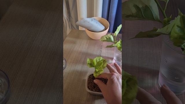 Укоренение черенков бугенвиллии