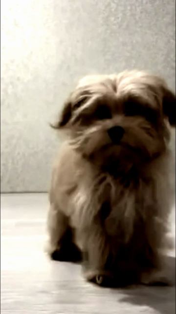 Заставка для видео Маленькая собачка № 547