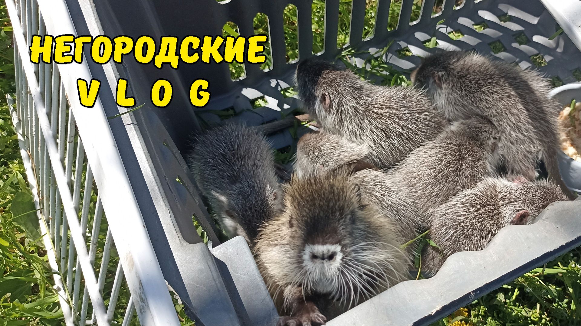 Кнопка теперь не одна. Огородники. Вечерний побег. 26.04.26