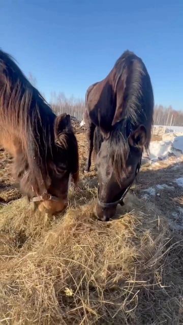 ❤️
#приютСудьба #приютдляживотных #животные #лошади